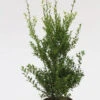 Glänzender Japanische Ilex Impala® 30-40cm - Ilex Maximowicziana -Pflanze Verkaufsgeschäft Ilex maximowiczianaImpala