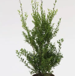 Glänzender Japanische Ilex Impala® 30-40cm - Ilex Maximowicziana