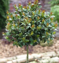 Hochstamm Stechpalme Ilex Blue Maid 80-100cm - Ilex Meserveae