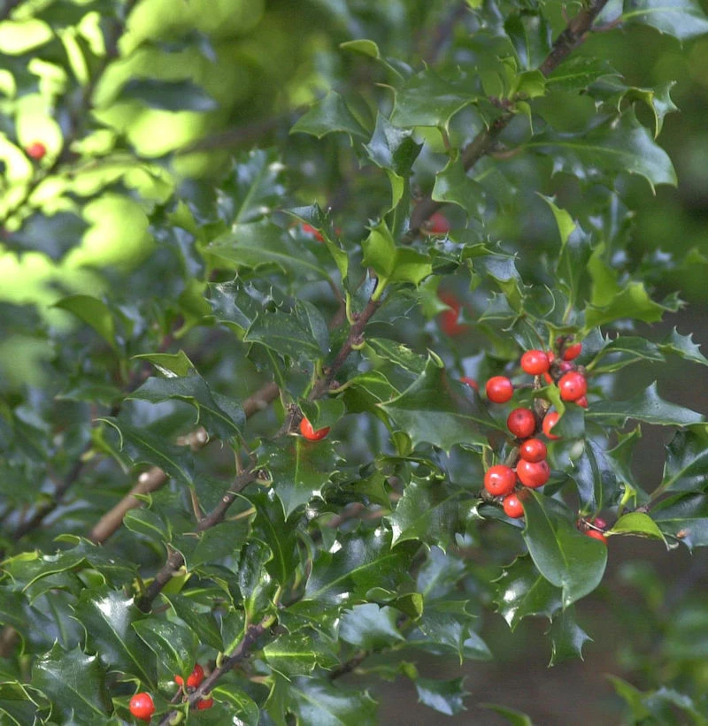 Hochstamm Stechpalme Ilex Blue Angel® 40-60cm - Ilex Meserveae 3 Hochstamm Stechpalme Ilex Blue Angel® 40-60cm - Ilex Meserveae