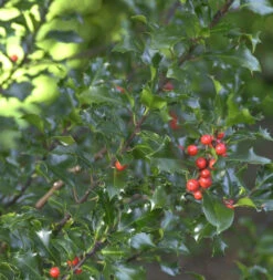 Stechpalme Ilex Blue Angel® 30-40cm - Ilex Meserveae Blue Angel