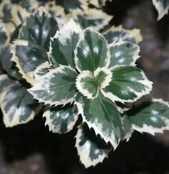 Stechpalme Ilex Casanova 25-30cm - Ilex Meserveae