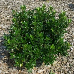 Stechpalme Ilex Heckenpracht 100-125cm - Ilex Meserveae
