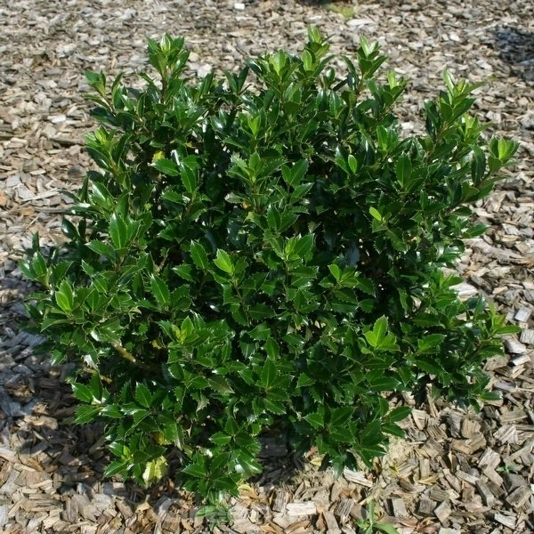 Stechpalme Ilex Heckenpracht 100-125cm - Ilex Meserveae 3 Stechpalme Ilex Heckenpracht 100-125cm - Ilex Meserveae