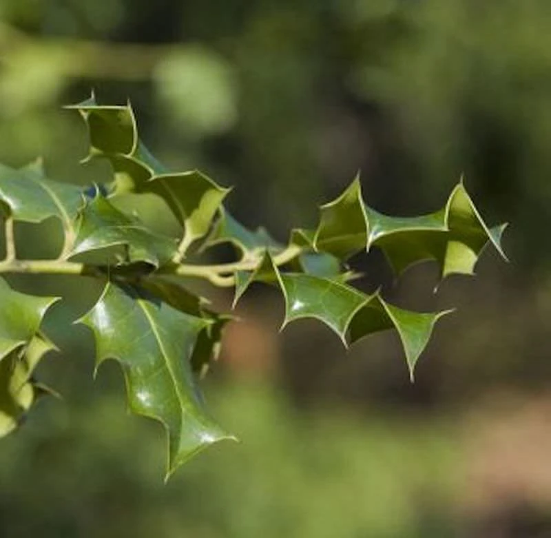 Hochstamm Stechpalme Ilex Heckenpracht® 80-100cm - Ilex Meserveae 3 Hochstamm Stechpalme Ilex Heckenpracht® 80-100cm - Ilex Meserveae