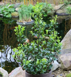 Stechpalme Ilex Heckenstar® 30-40cm - Ilex Meserveae