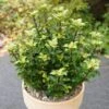 Amerikanischer Ilex Little Rascal 50-60cm - Ilex Meserveae