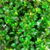 Kugelschnitt Amerikanischer Ilex Little Rascal 40-50cm - Ilex Meserveae -Pflanze Verkaufsgeschäft Ilex meserveae Little Rascal Kugel 1
