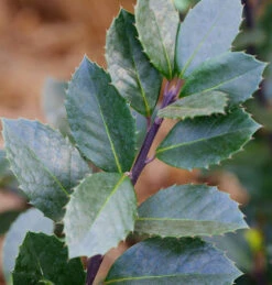 Stechpalme Ilex Heckenblau® 60-80cm - Ilex Meserveae