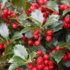 Stechpalme Ilex Heckenfee® 60-80cm - Ilex Meserveae -Pflanze Verkaufsgeschäft Ilex meserveaeHeckenfee 1 1