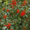 Gemeine Stechpalme Ilex 100-125cm - Ilex Aquifolium