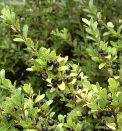 Japan Stechpalme Ilex 30-40cm - Ilex Crenata