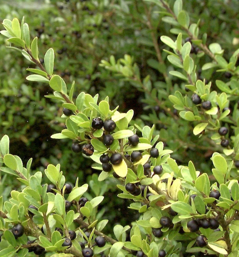 Japan Stechpalme Ilex 50-60cm - Ilex Crenata 3 Japan Stechpalme Ilex 50-60cm - Ilex Crenata