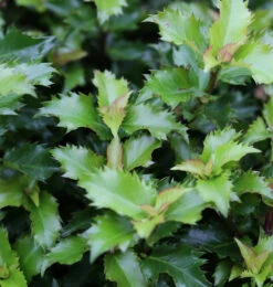 Hochstamm Stechpalme Ilex Little Rascal 100-125cm - Ilex Meserveae