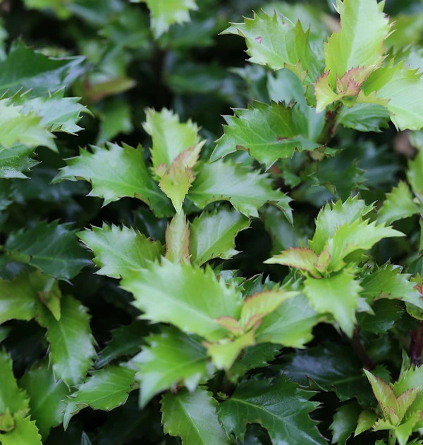 Hochstamm Stechpalme Ilex Little Rascal 100-125cm - Ilex Meserveae 3 Hochstamm Stechpalme Ilex Little Rascal 100-125cm - Ilex Meserveae