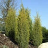 Goldener Heidewacholder Golden Cone 50-60cm - Juniperus Communis -Pflanze Verkaufsgeschäft Juniperus Golden Cone
