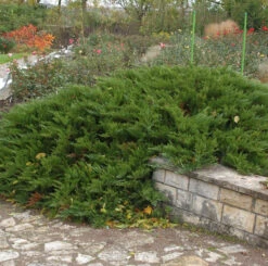 Tamarisken Wacholder 25-30cm - Juniperus Sabina