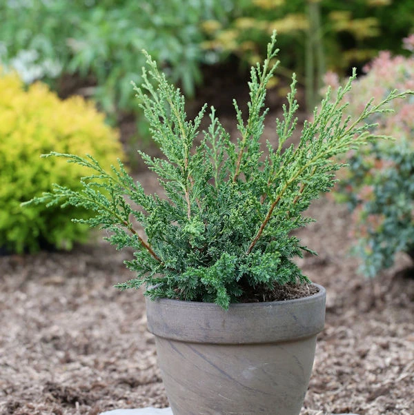 Strauchwacholder Blaauw 20-25cm - Juniperus Chinensis 3 Strauchwacholder Blaauw 20-25cm - Juniperus Chinensis