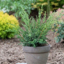 Strauchwacholder Blaauw 60-70cm - Juniperus Chinensis