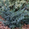 Strauchwacholder Blue Alps 80-100cm - Juniperus Chinensis -Pflanze Verkaufsgeschäft Juniperus chinensis BlueAlps