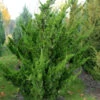 Chinesischer Wacholder Kaizuka 60-80cm - Juniperus Chinensis -Pflanze Verkaufsgeschäft Juniperus chinensis Kaizuka