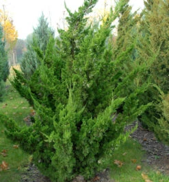 Chinesischer Wacholder Kaizuka 60-80cm - Juniperus Chinensis