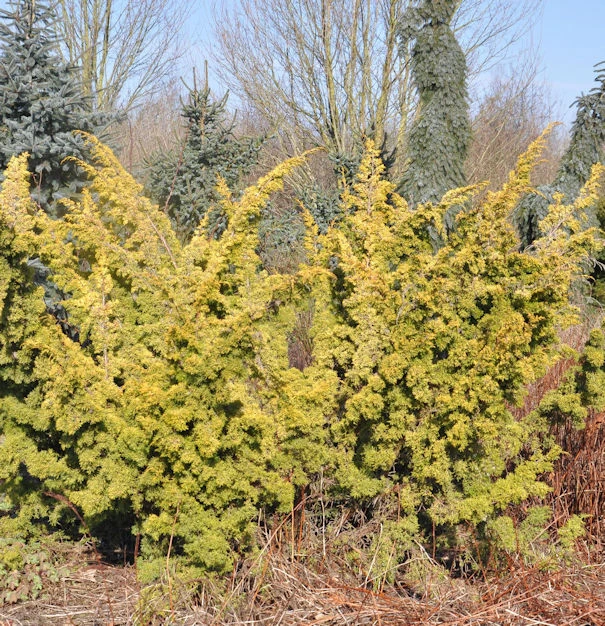 Gelber Moos Wacholder 25-30cm - Juniperus Chinensis 3 Gelber Moos Wacholder 25-30cm - Juniperus Chinensis