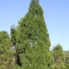 Zypressen Wacholder Spartan 100-125cm - Juniperus Chinensis -Pflanze Verkaufsgeschäft Juniperus chinensisSpartan