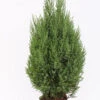 Blauer Kegelmooswacholder 80-100cm - Juniperus Chinensis 1 Blauer Kegelmooswacholder 80-100cm - Juniperus Chinensis -Pflanze Verkaufsgeschäft Juniperus chinensisStricta