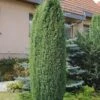 Wildwacholder Bruns 40-60cm - Juniperus Communis