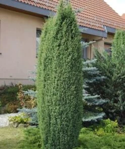 Wildwacholder Bruns 40-60cm - Juniperus Communis