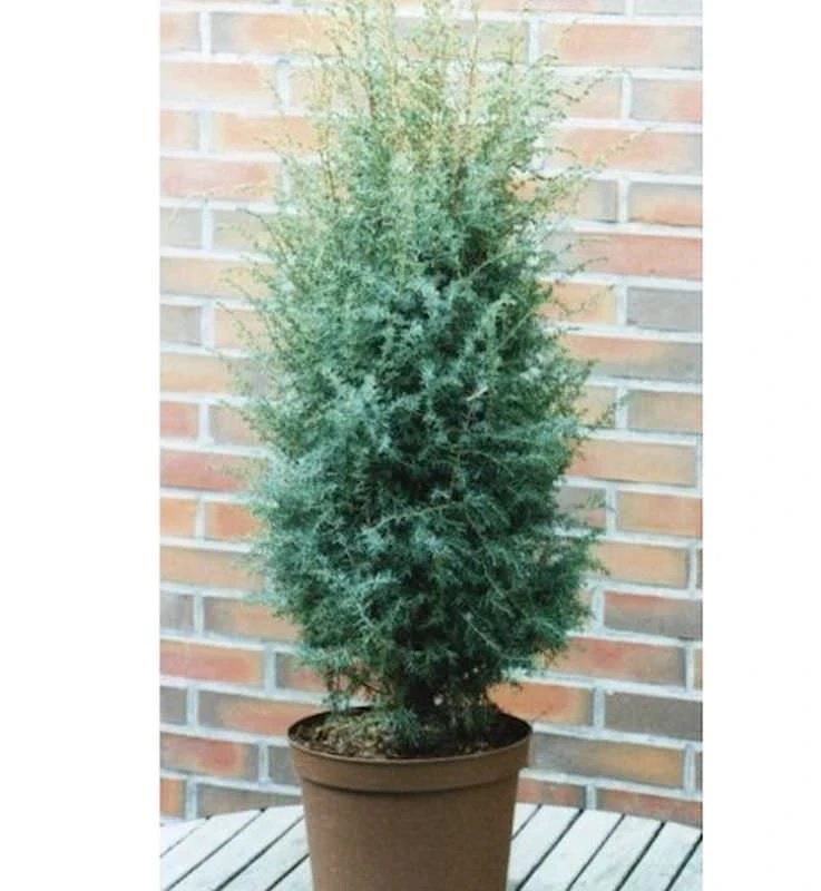 Heidewacholder Excelsa 60-80cm - Juniperus Communis 3 Heidewacholder Excelsa 60-80cm - Juniperus Communis