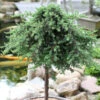 Hochstamm Grüner Kriechwacholder Green Mantle 30-40cm - Juniperus Squamata -Pflanze Verkaufsgeschäft Juniperus communis GreenMantle Stamm