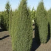 Irischer Säulenwacholder 100-125cm - Juniperus Communis -Pflanze Verkaufsgeschäft Juniperus communisHibernica