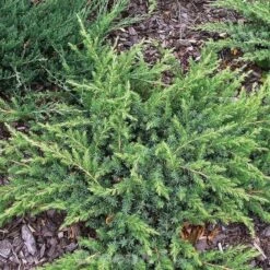 Kriechwacholder Slager 15-20cm - Juniperus Conferta Slager