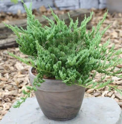 Blauer Kriechwacholder Blue Chip 25-30cm - Juniperus Horizontalis