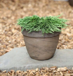 Teppichwacholder Pancake 15-20cm - Juniperus Horizontalis