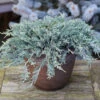 Blauer Kriechwacholder 20-25cm - Juniperus Horizontalis -Pflanze Verkaufsgeschäft Juniperus horizontalisGlauca