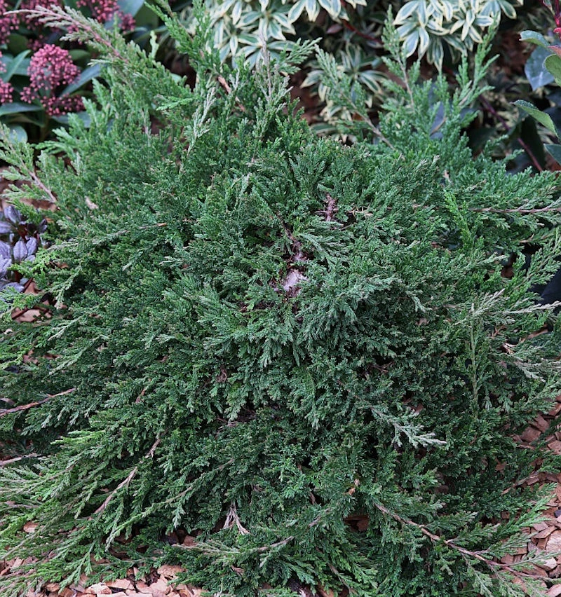 Teppichwacholder Wiltonii 20-30cm - Juniperus Horizontalis 3 Teppichwacholder Wiltonii 20-30cm - Juniperus Horizontalis