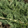 Blauer Teppichwacholder Glauca 20-30cm - Juniperus Media -Pflanze Verkaufsgeschäft Juniperus media Glauca