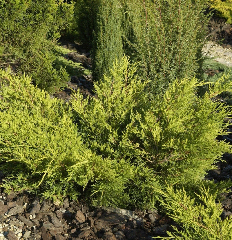 Goldgelber Wacholder Gold Coast 30-40cm - Juniperus Media 3 Goldgelber Wacholder Gold Coast 30-40cm - Juniperus Media