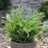 Grüner Strauchwacholder Mint Julep 50-60cm - Juniperus Media -Pflanze Verkaufsgeschäft Juniperus media Mint Julep 1