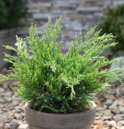 Grüner Strauchwacholder Mint Julep 50-60cm - Juniperus Media