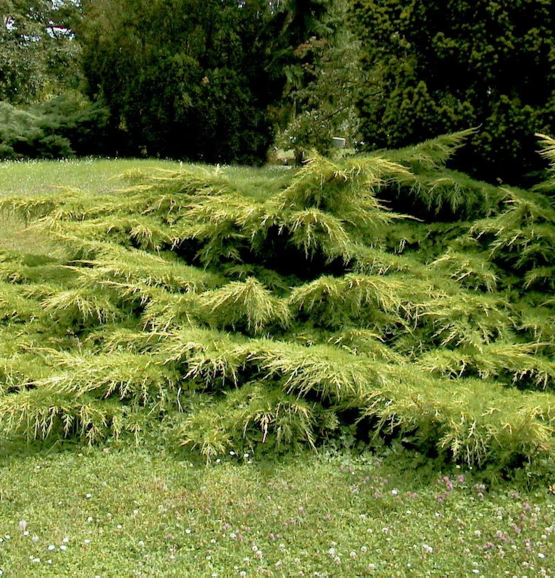 Gelber Pfitzerwacholder 40-60cm - Juniperus Media 3 Gelber Pfitzerwacholder 40-60cm - Juniperus Media