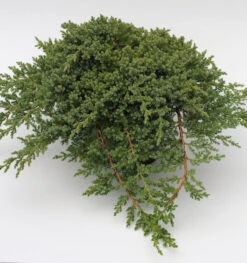 Japanischer Kriechwacholder 20-25cm - Juniperus Procumbens