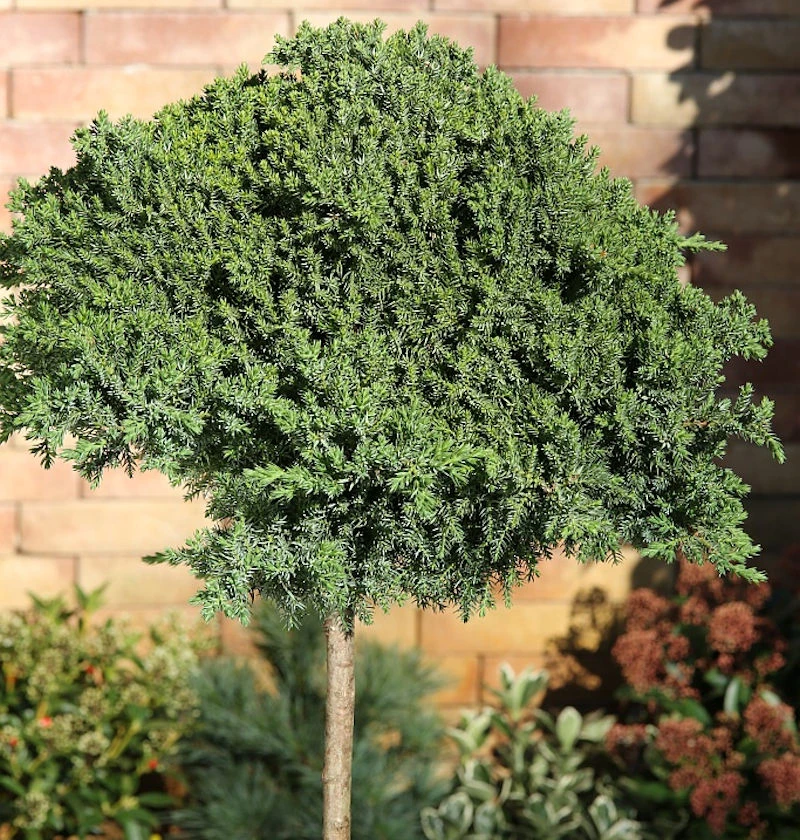 Hochstamm Japanischer Kriechwacholder 60-80cm - Juniperus Procumbens Nana 2 Hochstamm Japanischer Kriechwacholder 60-80cm - Juniperus Procumbens Nana