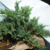 Mooswacholder Rockery Gem 40-50cm - Juniperus Sabina -Pflanze Verkaufsgeschäft Juniperus sabina Rockery Gem