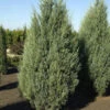 Säulen Wacholder Moonglow 60-80cm - Juniperus Scopulorum 2 Säulen Wacholder Moonglow 60-80cm - Juniperus Scopulorum -Pflanze Verkaufsgeschäft Juniperus scopulorum Moonglow