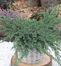 Blauer Teppichwacholder 20-25cm - Juniperus Squamata
