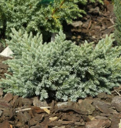 Blauer Sternwacholder 30-40cm - Juniperus Squamata